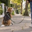 Beagle sentado en una acera junto a las piernas de su acompañante