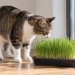 Gato doméstico adulto olfateando una bandeja estable de hierba de avena joven junto a una ventana